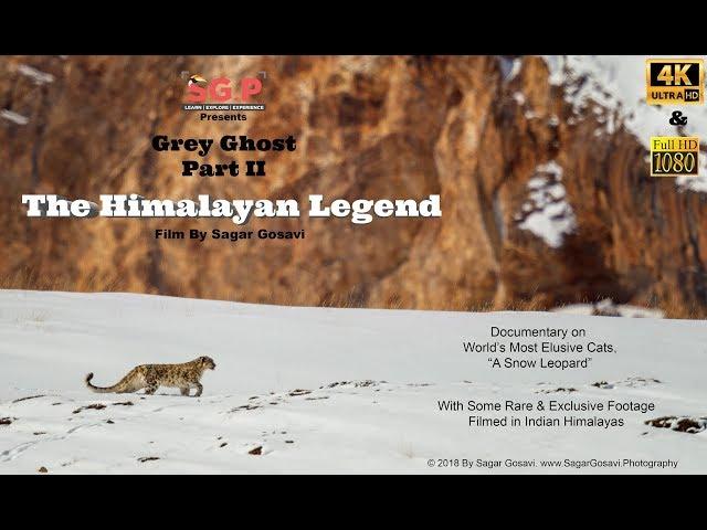 Snow Leopard, The Himalayan Legend | Wildlife Documentary | Snow Leopards In India