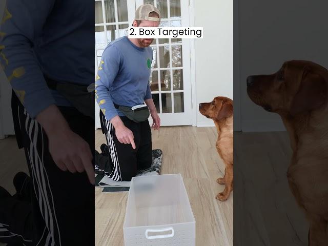 How I Taught My Dog to Clean Up Her Toys