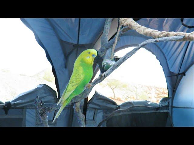 This bird lives in tents | PEDRO the Budgie