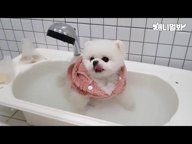 Pomeranian Dog Enjoys A Lower-Body Bath Like A Hooman