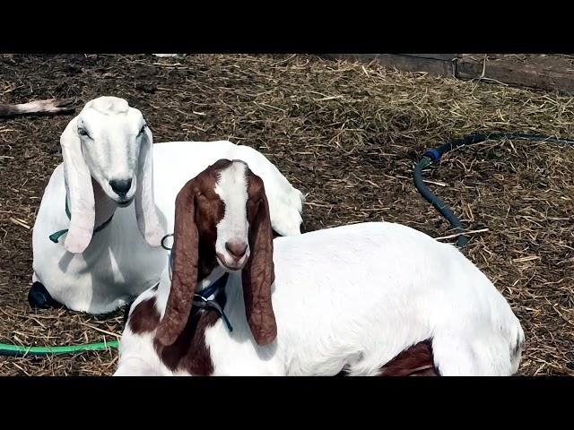 УБОРКА СКОТНОГО ДВОРА В УСАДЬБЕ БЕЛАЯ КОЗА