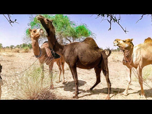 Special Video Of Camel || Camel Love Get Up New Styles || Camel by Thar