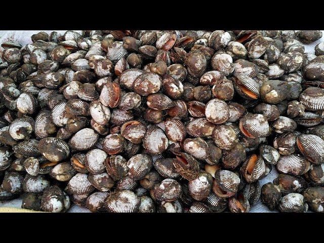 Catching a bucket on the beach is like picking up money! Clam hair clams are playing hide and seek!