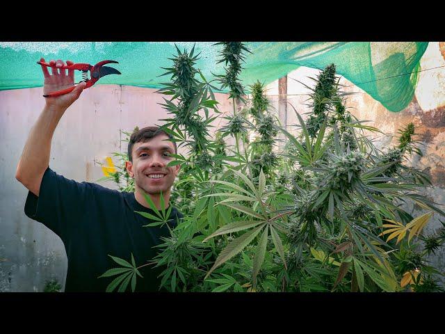 How to Harvest, Dry and Cure Outdoor Cannabis