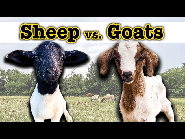 I RAISED GOATS FOR A YEAR (and THIS surprised me)   Homesteading Farming Sheep Goat Comparison