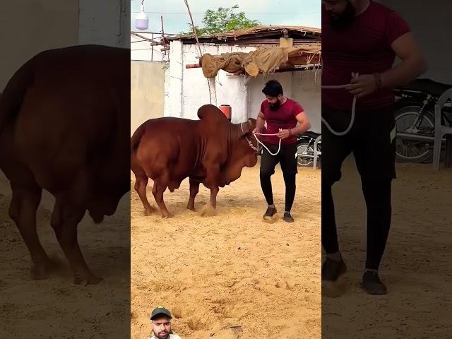 Allah Hu Akbar Bodybuilder Cow  #bull #cow #animals️ #islamic #video #Bakra #Eid #youtube #shorts