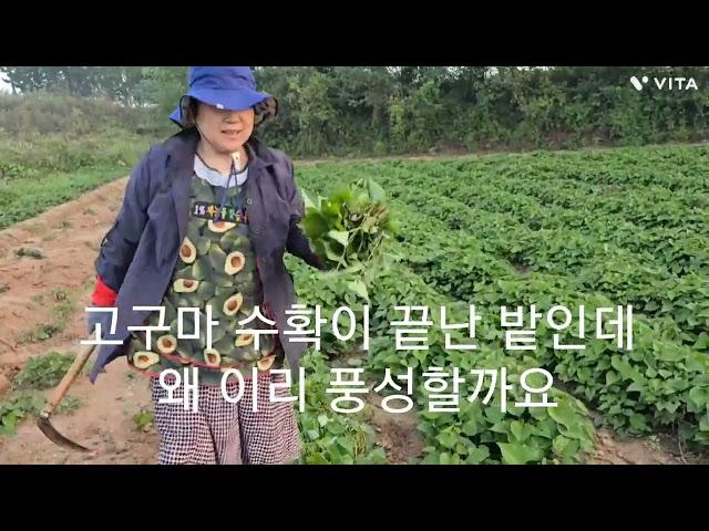 시금치국 미역국 보다 더 부드럽고 맛도 좋고 당뇨가 있는 왕언니 혈당이 안올라 간다고 좋아 하네요