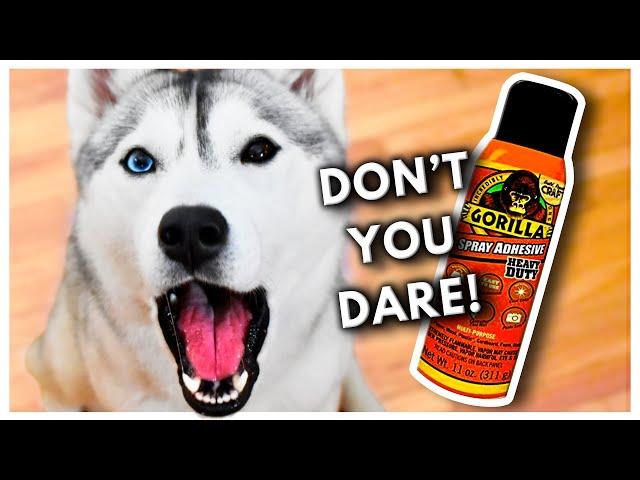 Putting GORILLA GLUE on My HUSKY Because She Sheds Too Much! (Prank)