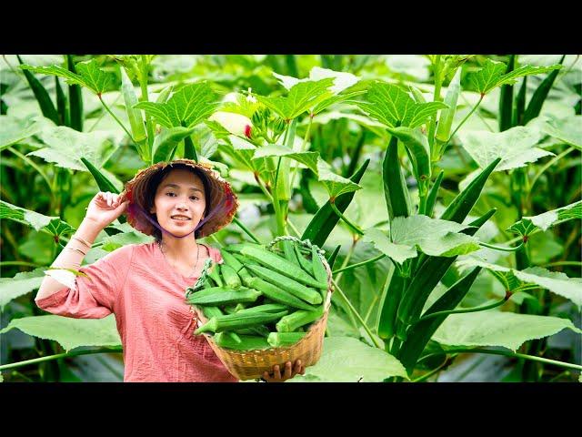 How a Country Girl Harvests and Sells Okra – Farm Life with Linh Đan