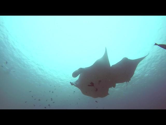 Swimming with Manta Rays - Komodo National Park