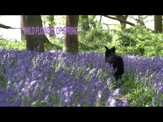 WILD FLOWERS OF SPRING - BLUESBELLS - WOODLAND PHOTOGRAPHY