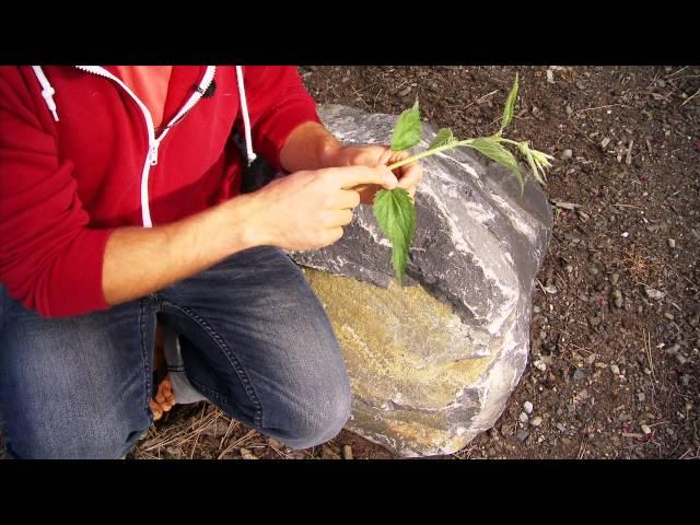 Wild Edibles With Sergei Boutenko: Stinging Nettles