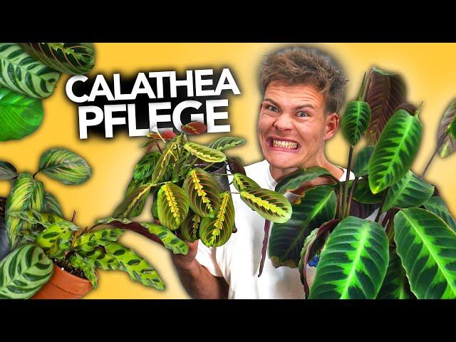 CALATHEAS RICHTIG PFLEGEN - Der ultimative Guide für Korbmaranten | Joey's Jungle Plants