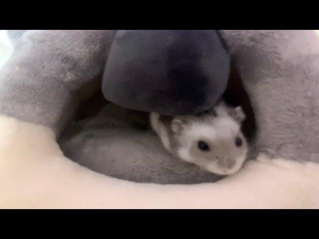 Sparkles the Hamster trying her Gray Koala Bed #shorts