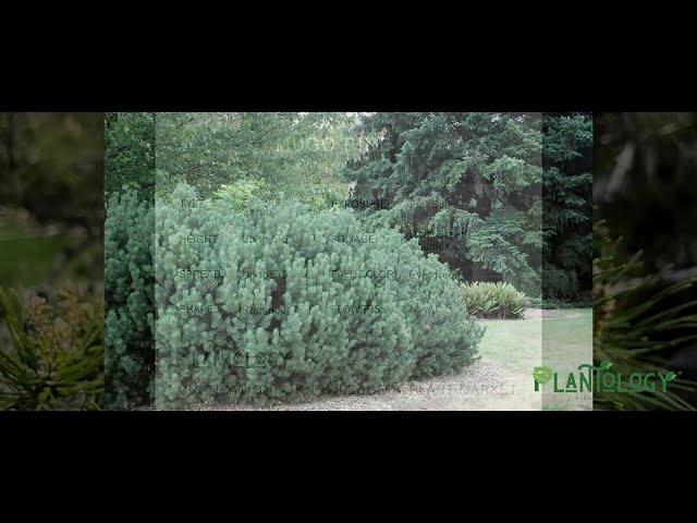 Mugo Pine