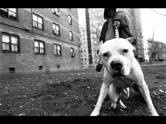 Aggressive Hardcore Rap Beat "PITBULL" Old School Hip Hop Instrumental | Cavula