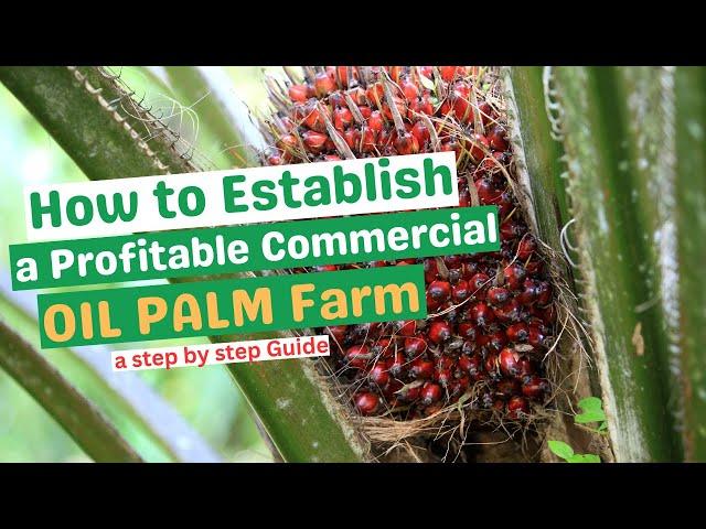 ESTABLISHING A PROFITABLE COMMERCIAL OIL PALM FARM/ a step-by-step guide/land preparation to harvest