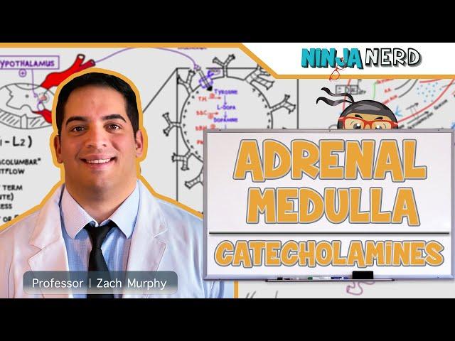 Endocrinology | Adrenal Medulla | Catecholamines