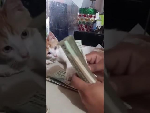 деньги