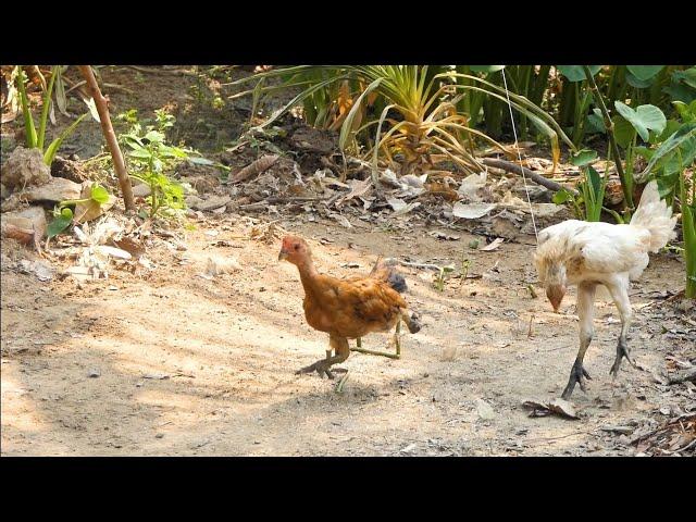 Creative Chicken Trap Using Bamboo By Smart Boy | Easy Chicken trap