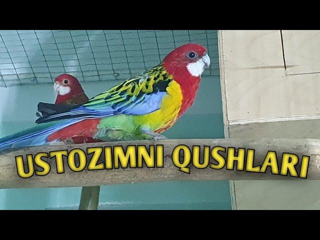 USTOZIMNI QUSHLARI SOTILADIGANIYAM BOR