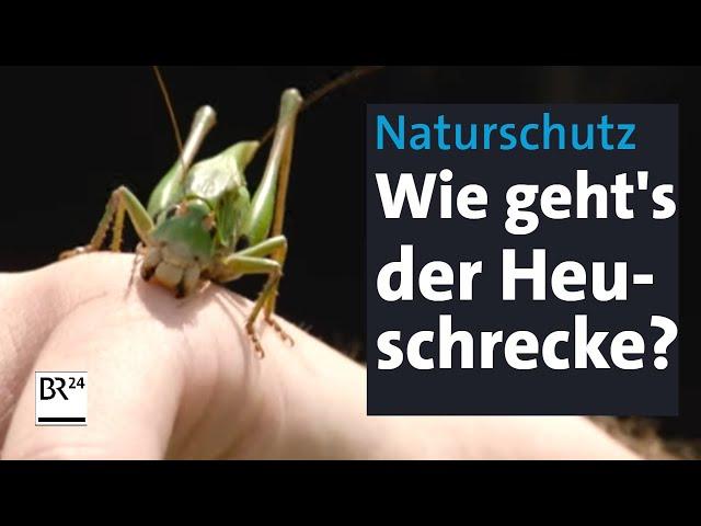 Naturschutz: Heuschrecken suchen, sichten, kartieren | Abendschau | BR24