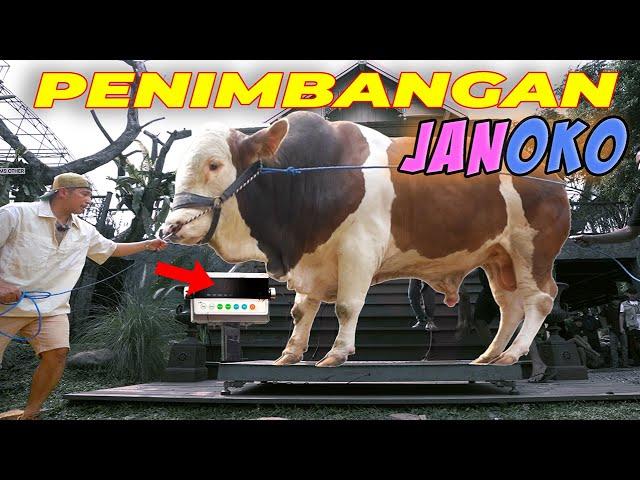 P4NIK TIMBANGAN GAK MUAT... ‼️JANOKO SETIA FARM PERTAMA KALI TIMBANG