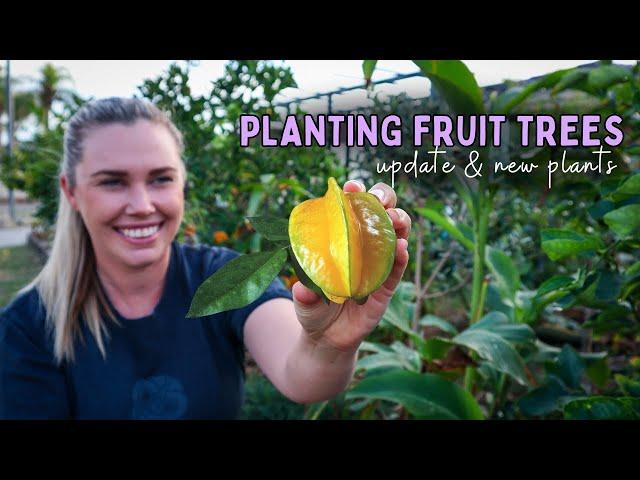 Planting SUBTROPICAL fruit trees + creating microclimates