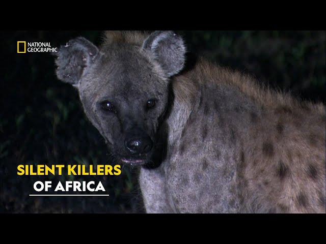 Snakes Strike in the Jungle | Africa’s Deadliest | हिंदी | S5 - E1 | Nat Geo Wild