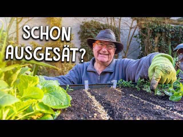 Early starter in the raised bed: You can sow these vegetables in March