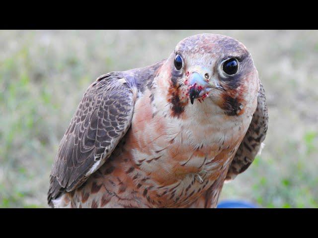 Shaheen Falcon Training: Variability in Response and Its Causes