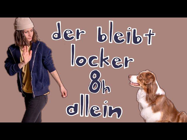 Hund alleine lassen // Wie lange kann ein Hund alleine bleiben? // hundplusherz