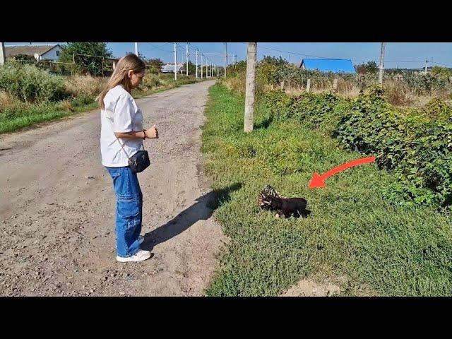 Tiny Puppy was Found in Bag with Piece of Bread by Roadside.. How would She Survive?