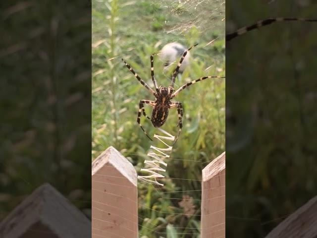 Yellow garden spider spinning a web decoration or stabilimentum. Its function is a subject of debate