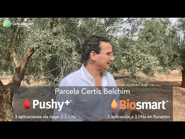 Biosmart y Pushy+: Resultados en olivar | Bioestimulantes Certis Belchim