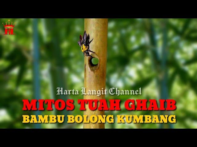 Mitos Khasiat Ghaib Bambu Bolong Kumbang / Combong Kumbang