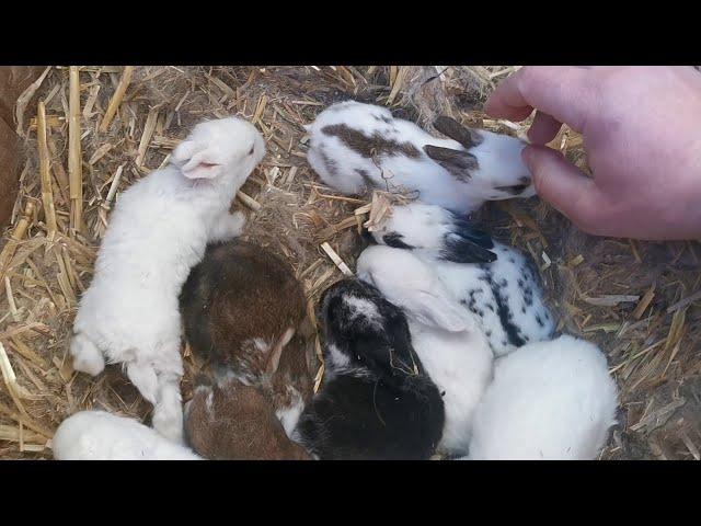 15-days old baby bunnies / Rabbit's#animallover