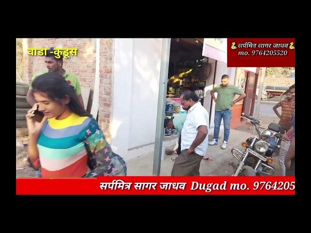कुडूस येथे घोणस साप पकडून जीवन दान दिले.#bapidasnakeexpert #sarpmitra_akash_jadhav #murliwalahausla