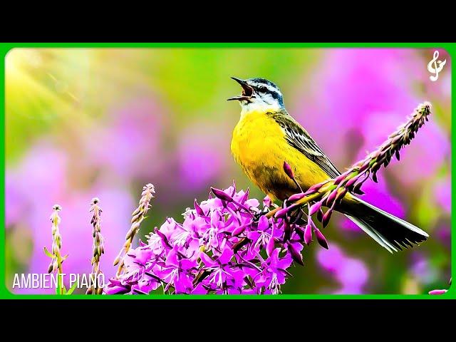 Beautiful Relaxing Music With Bird Sounds  Positive Energy, Morning Music, Study and Work