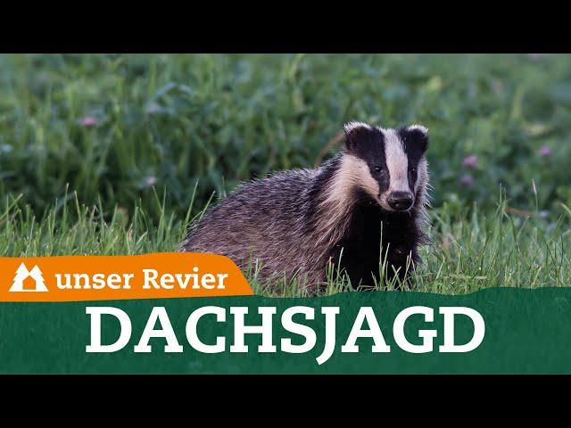 Tipps zur Jagd am Dachsbau | Jagdarten auf den Dachs | Raubwild bejagen | unser Revier | #74