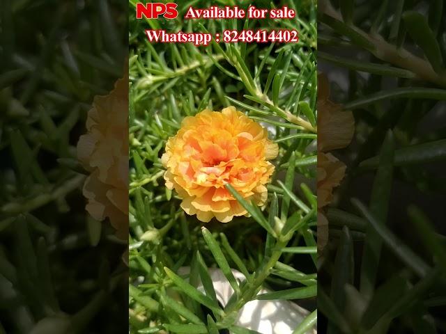 Portulaca - Table Rose - Pathumani Sales - Cindrella 100 Colors Online Sale - WhatsApp : 8248414402