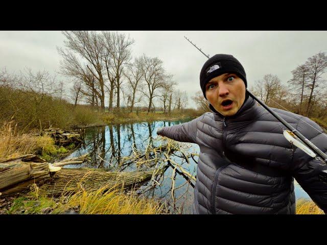 UNBELIEVABLE what lives in this tiny abandoned pond!