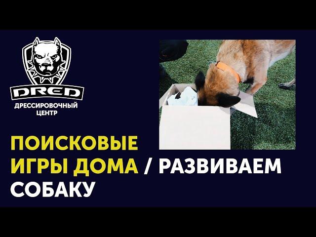 Поисковые игры с собакой | Как нагрузить собаку ментально в домашних условиях