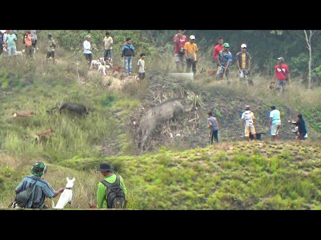 AMAZING!!! LOKASI BERBURU YANG GAK PERNAH MENGECEWAKAN || BURU BUKIK KILAH