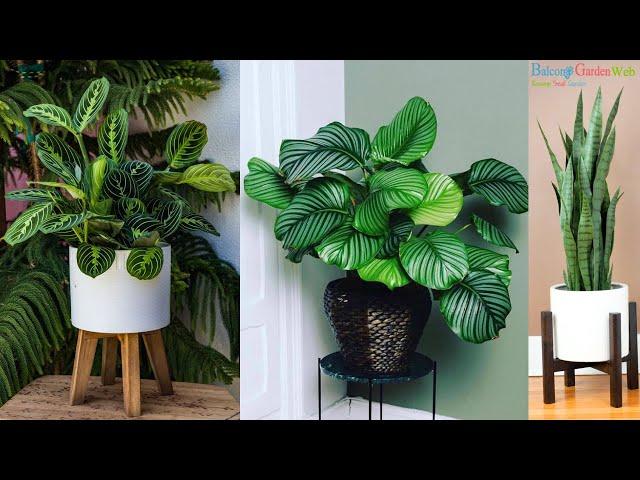 10 Plants that Grow Without Sunlight | Best Indoor Plants | Houseplants