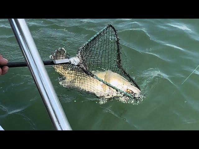 Catch & Release Murray Cod Fishing Australia Garmin LVS34