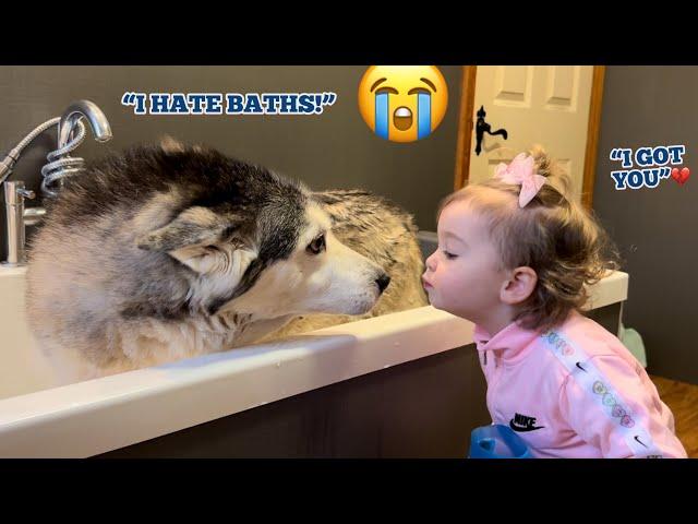 Attempting To Bath The Most Stubborn Husky On The Planet!. [FUNNIEST VIDEO EVER!!]