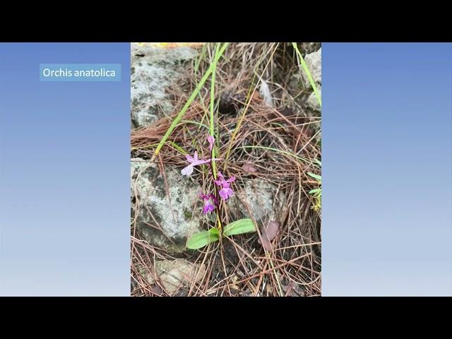 Stow COA Travel Talk  PLANT HUNTING IN TURKEY’S TAURUS MOUNTAINS 10.15.24