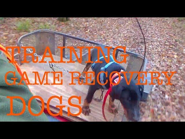 TRAINING GAME RECOVERY DOGS  at Hollis Farms!