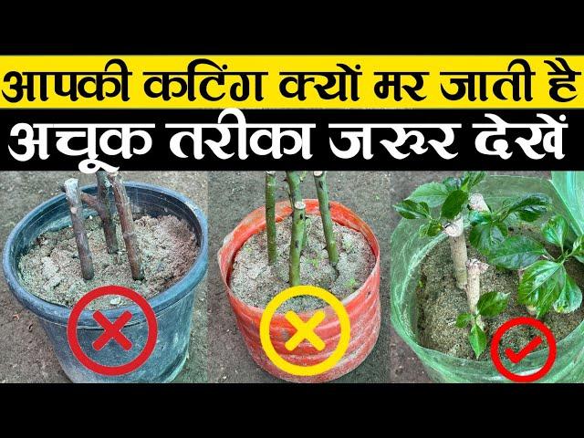 आपकी कटिंग क्यों मर जाती है अचूक तरीका जरूर देखें | How To Grow Cuttings Of Plants | Cutting Plant